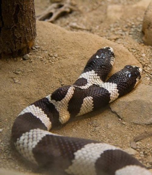 Двухголовые змеи (28 фото)