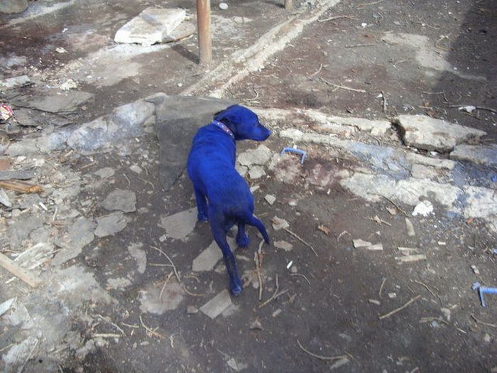 Синяя собака (7 фото)