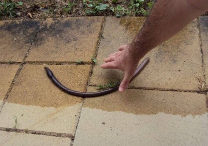 Гигантский червяк (3 фото)