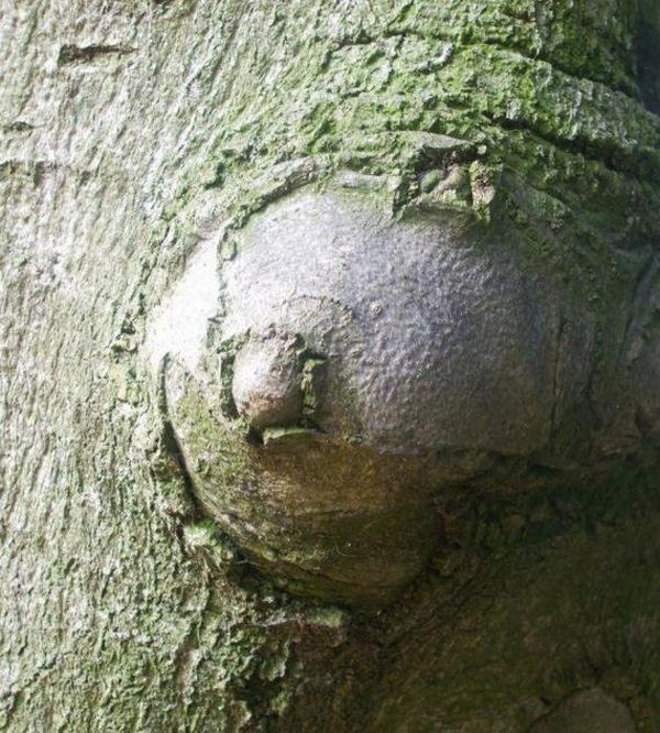 Сексуальные деревья (27 фото)
