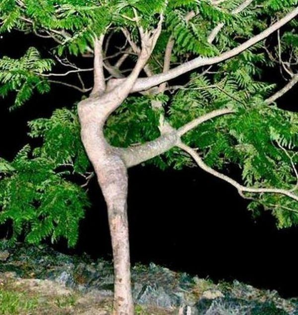 Секс на дерево. Смотреть секс на дерево онлайн