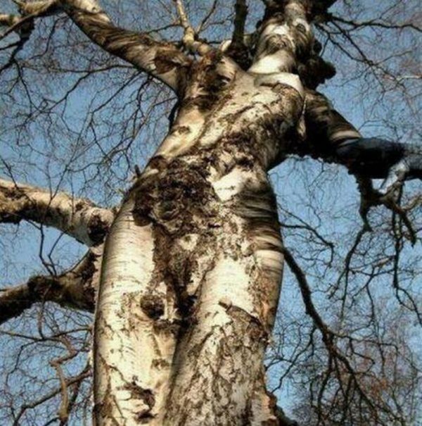 Сексуальные деревья (27 фото)