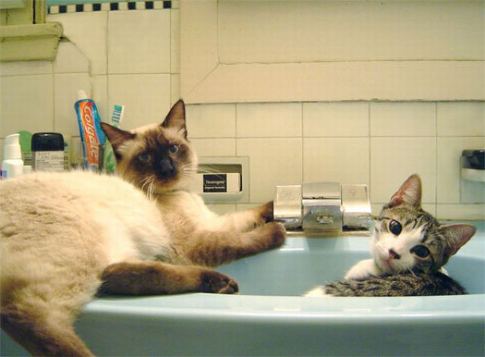 Коты в умывальниках (33 фото)