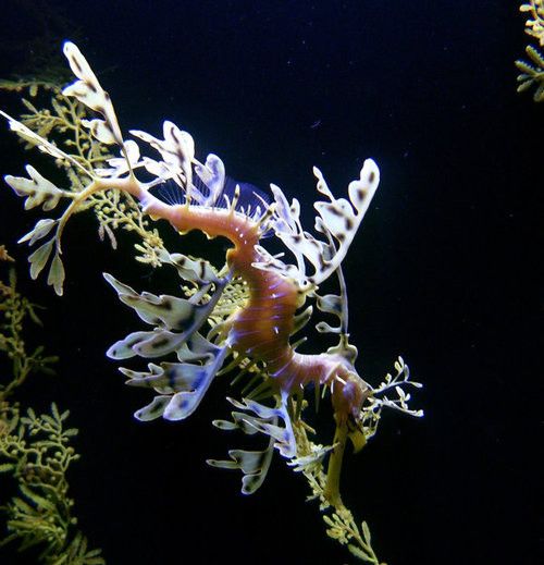 Красивые подводные фотографии (40 фото)