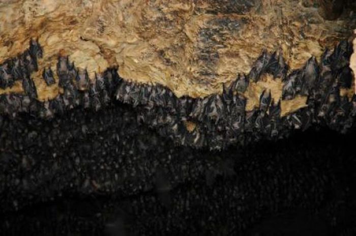 Пещера летучих мышей в Сомали (12 фото)