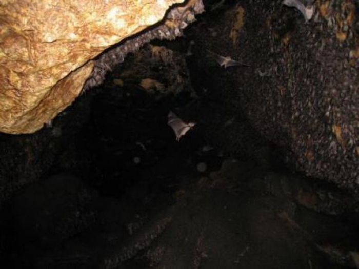 Пещера летучих мышей в Сомали (12 фото)