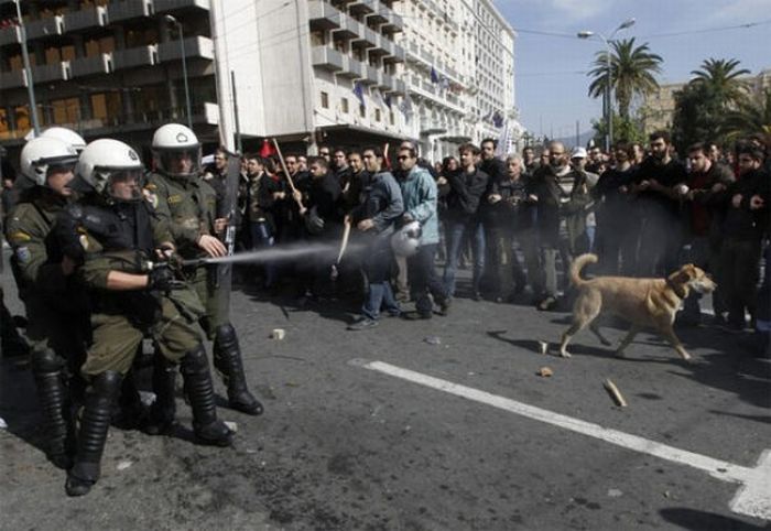 Собачий протест (27 фото)