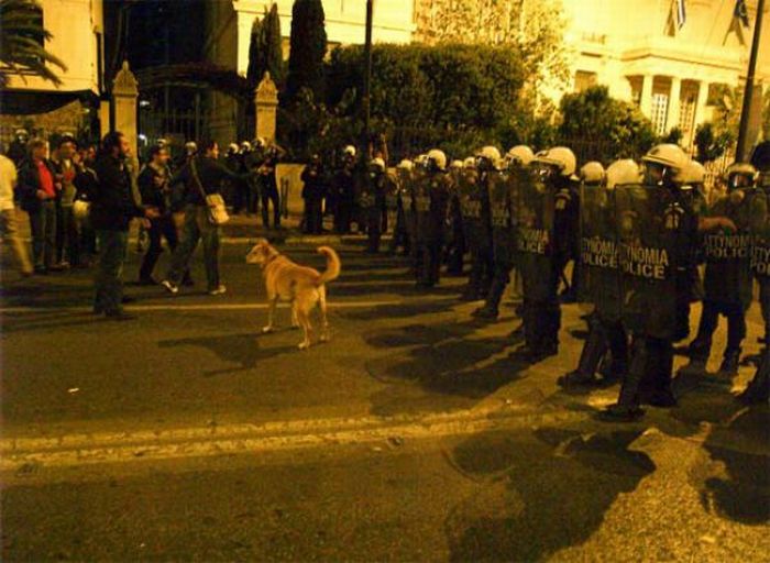 Собачий протест (27 фото)