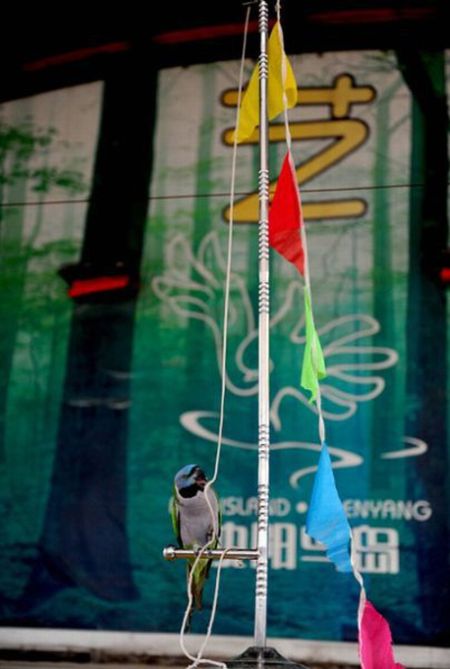 Птичья Олимпиада в Китае (13 фото)