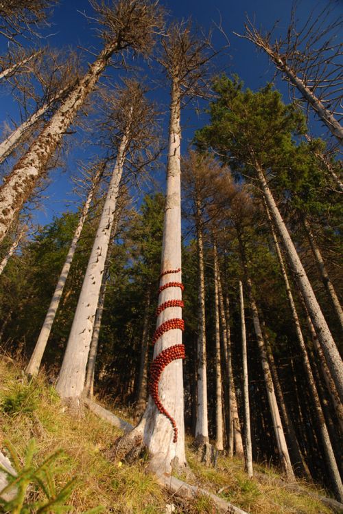 Креативный дизайн леса (14 фото)
