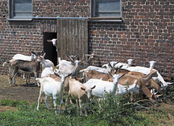 100 000 изображений по запросу Смешная коза доступны в рамках роялти-фри лицензии