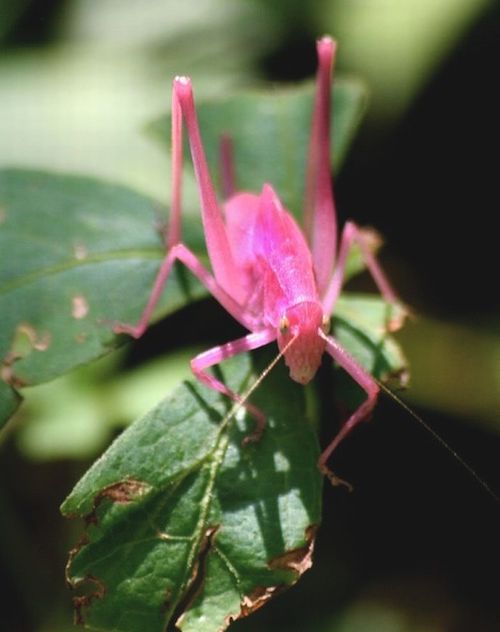 Розовый кузнечик (5 фото)