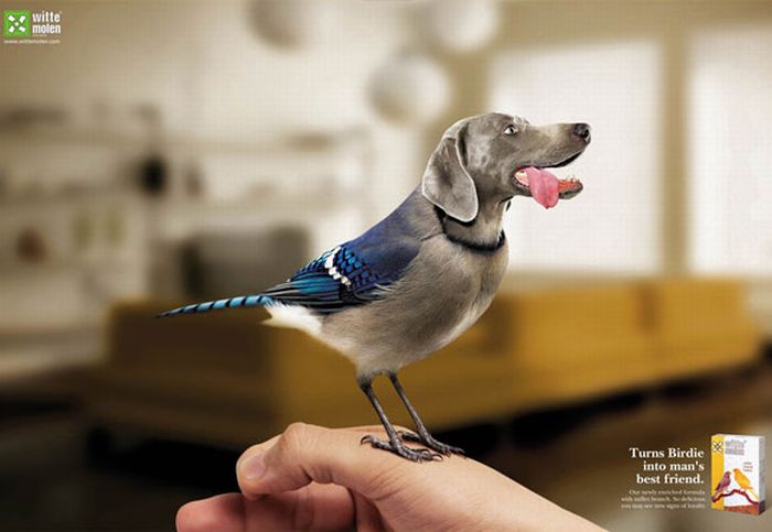 Подборка лучших рекламных принтов с собаками (33 фото)