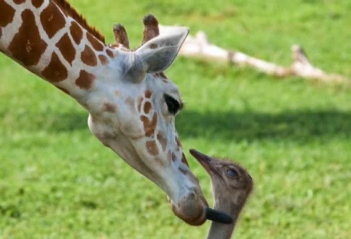 Это любовь? Жираф и страус (10 фото)