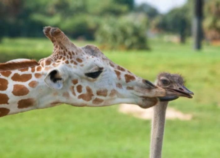 Это любовь? Жираф и страус (10 фото)