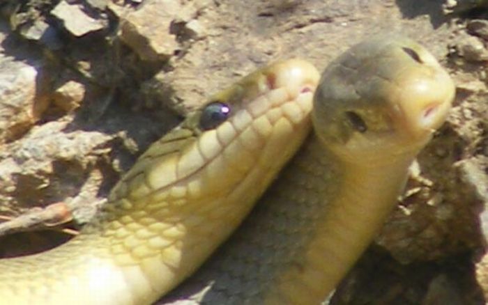 Как змеи занимаются этим (26 фото)