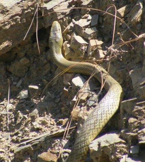 Как змеи занимаются этим (26 фото)