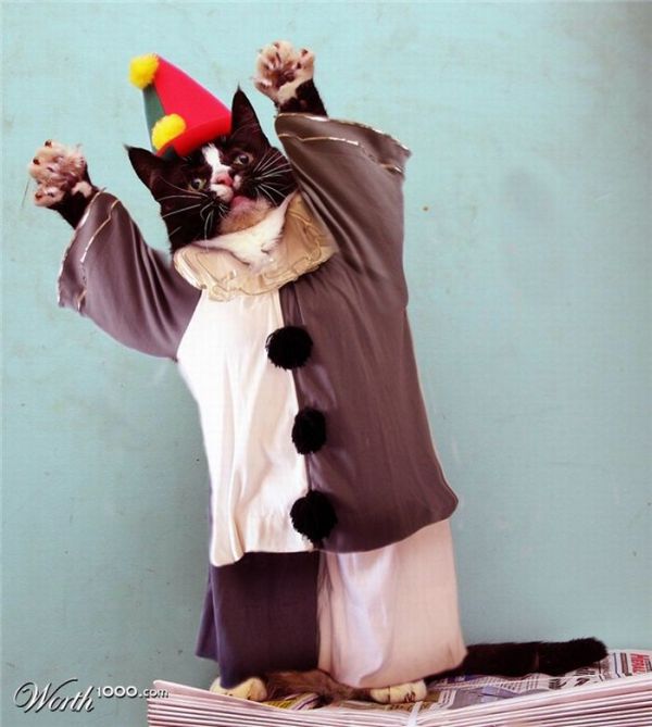 Животные-клоуны (20 фото)
