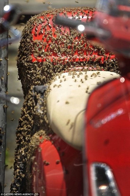 Пчелы напали на скутер (4 фото)