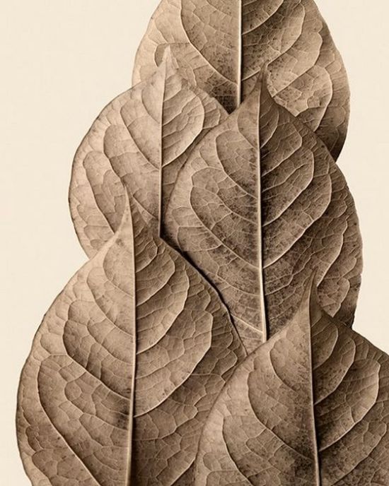 Классные работы из сухих листьев (18 фото)
