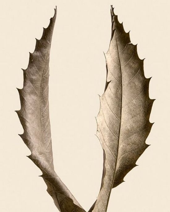 Классные работы из сухих листьев (18 фото)