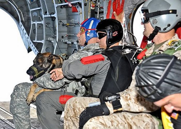 Собака-парашютист (11 фото)