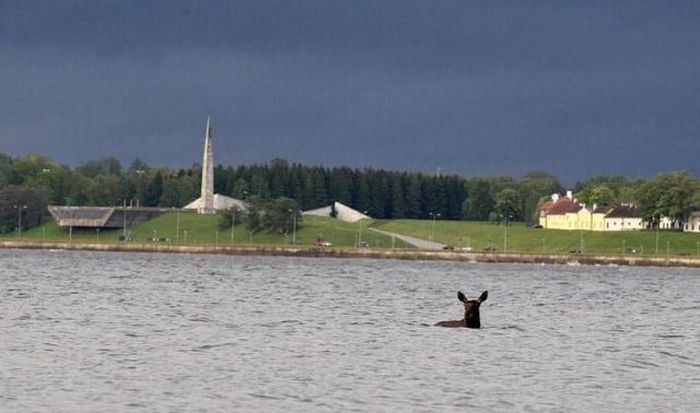 Спасение лося в Эстонии (28 фото)