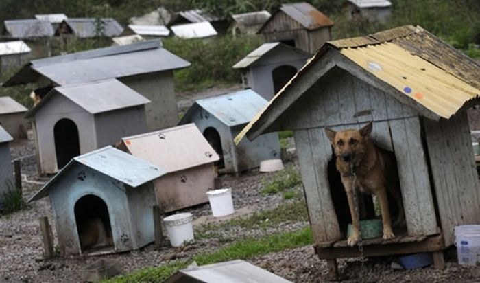 Трущобы для собак в Бразилии (7 фото)