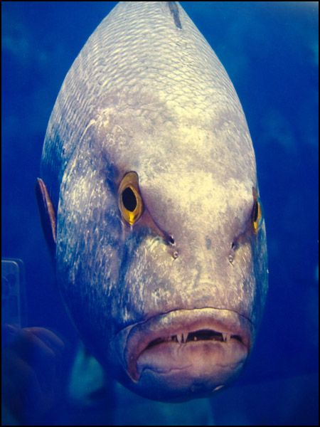 Рыбы с человеческими лицами (30 фото)