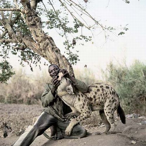 Африканские домашние животные (33 фото)