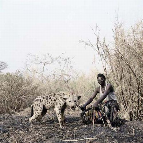 Африканские домашние животные (33 фото)
