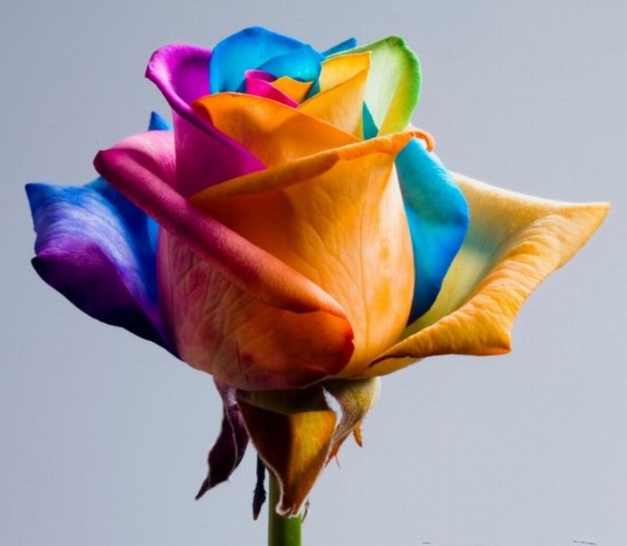Разноцветные цветы (20 фото)