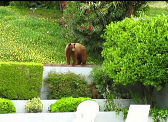 Когда медведи приходят в гости (11 фото)