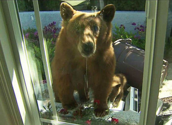 Когда медведи приходят в гости (11 фото)