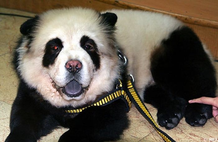 Собаки-панды и собаки-тигры из Китая (10 фото)