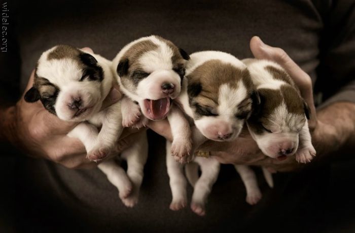 Симпатичные щенки (110 фото)