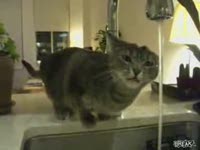 Кото который любит воду (6.2 мб)