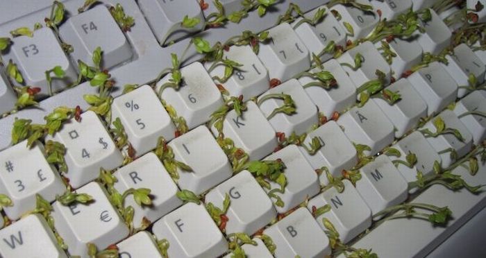 Зеленая клавиатура (8 фото)