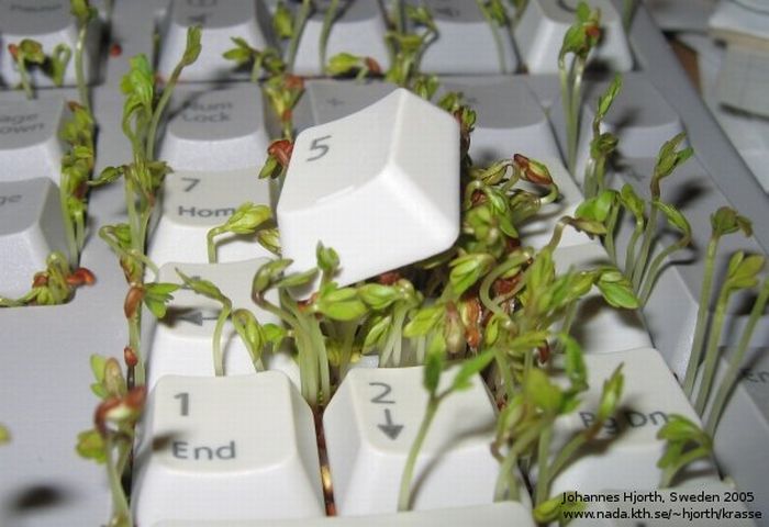 Зеленая клавиатура (8 фото)