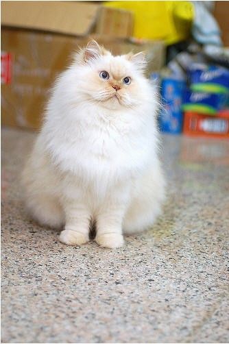 Прикольный гималайский кот (13 фото)