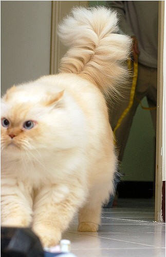 Прикольный гималайский кот (13 фото)
