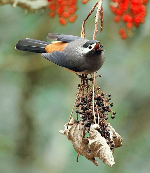 Красивые фотографии птиц (40 фото)