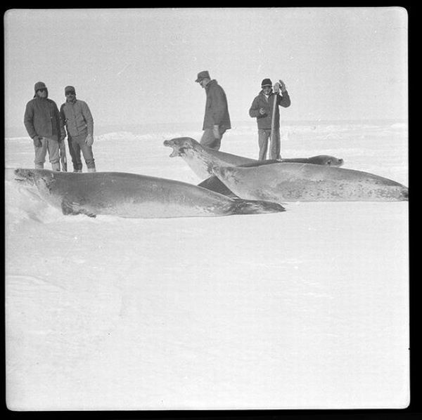 Арктическая экспедиция (25 фото)