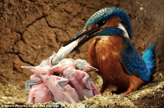 Зимородок кормит птенцов (6 фото)