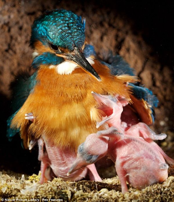 Зимородок кормит птенцов (6 фото)