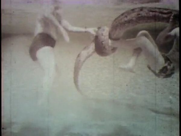 Борьба с 10-метровой анакондой под водой (19 фото + видео)