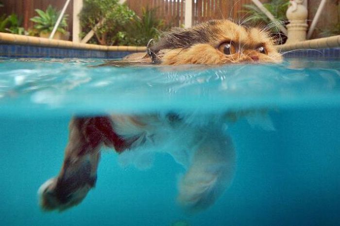 Плавающие коты. Часть 2 (30 фото)