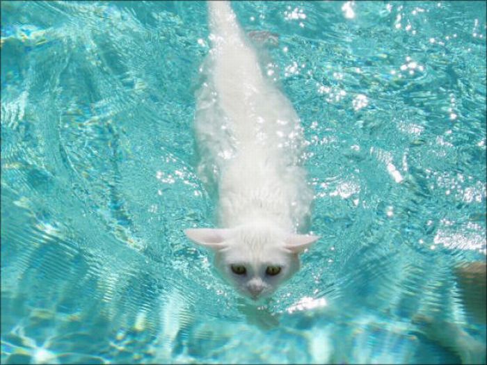 Плавающие коты. Часть 2 (30 фото)