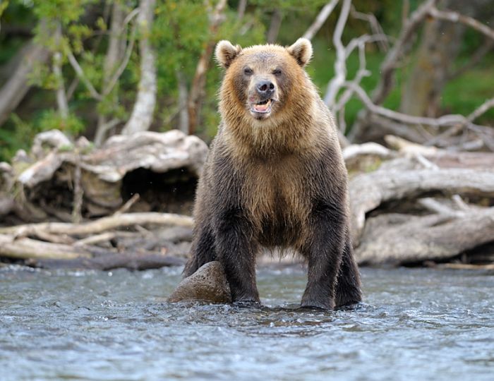 Камчатские медведи (14 фото)