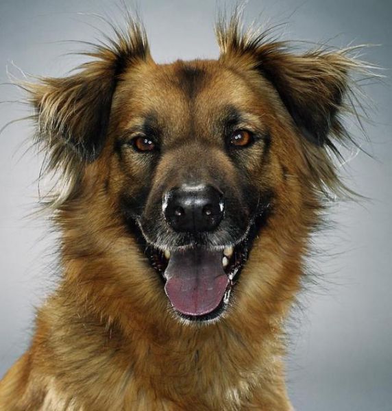 Классные портреты собак (24 фото)